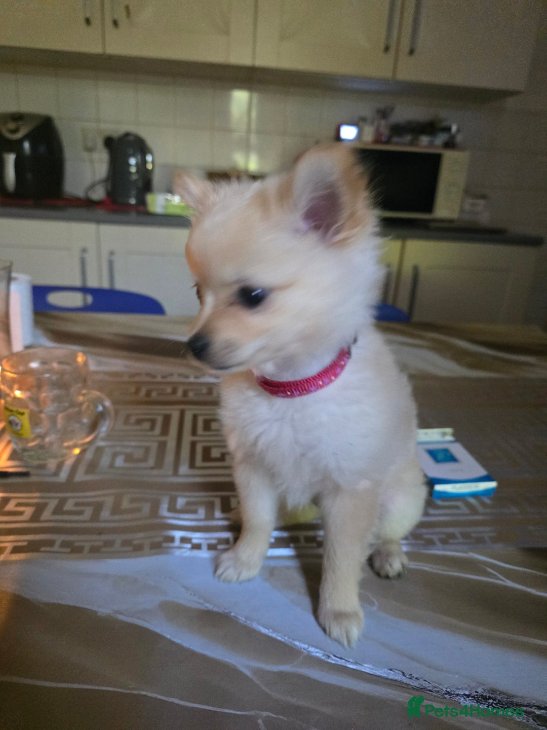 Pomeranian dogs for sale:  Mini Pomerenian  - Image 2