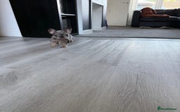 French Bulldog dogs for sale: French bulldog - Image 26