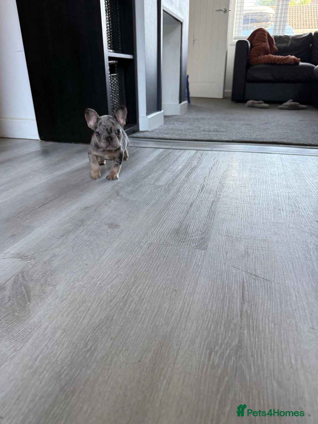 French Bulldog dogs for sale: French bulldog - Image 26