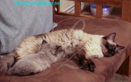 Ragdoll cats for sale: Stunning GCCF Registered Heart Melting Affection - Image 39