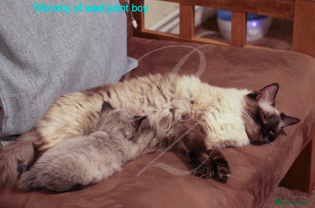 Ragdoll cats for sale: Stunning GCCF Registered Heart Melting Affection - Image 39