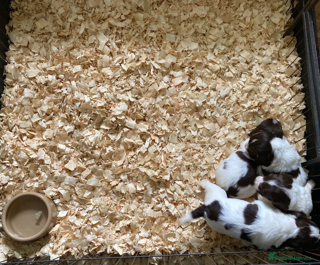 English Springer Spaniel dogs for sale: English Springer Spaniel Pups  - Image 11