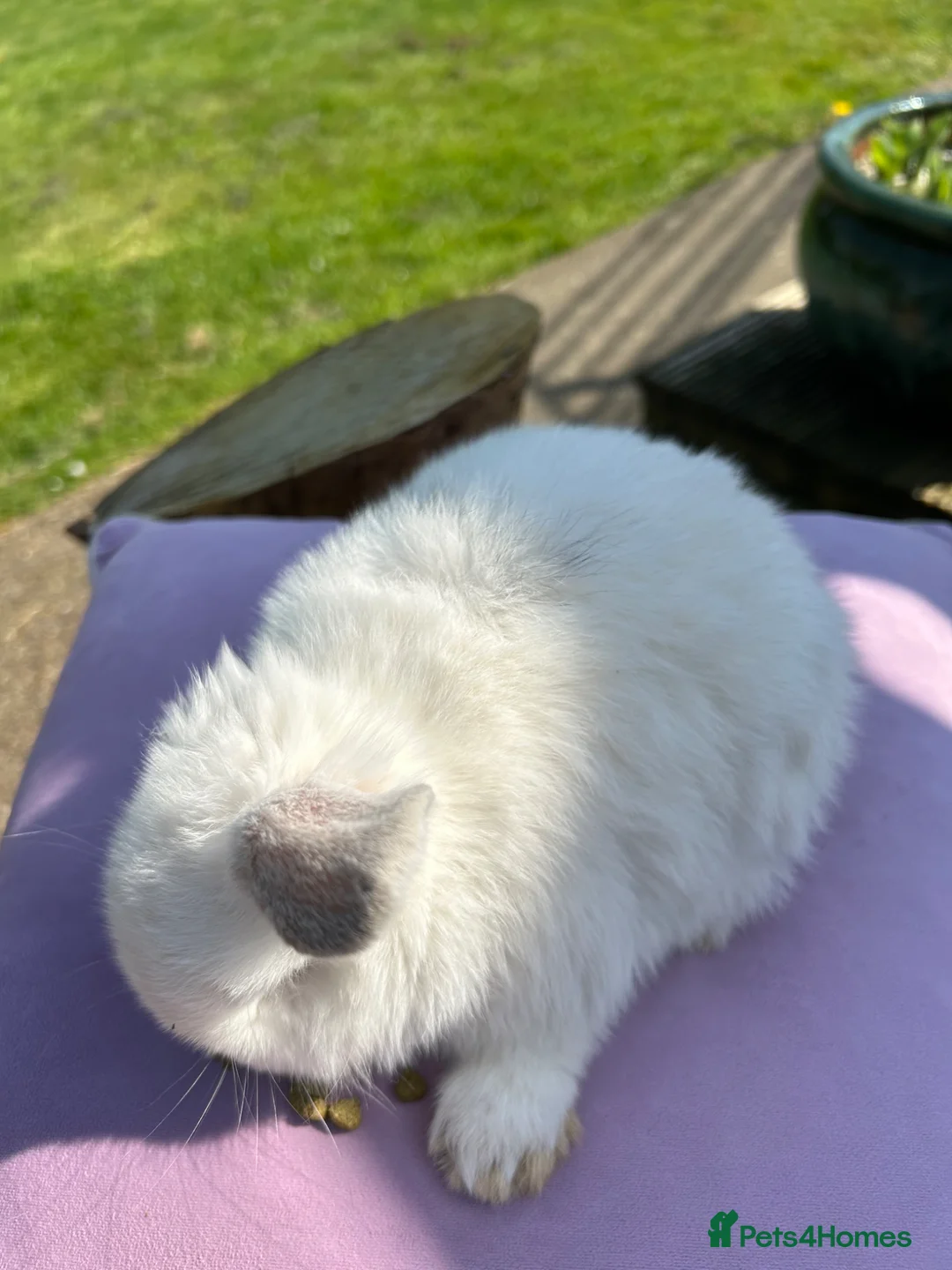 Mini Lop rabbits for sale: Beautiful minilops - Advert 2