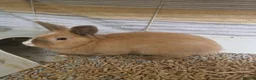 Mixed Breed rabbits for sale: 2 x lion head rabbits FREE - Advert 3
