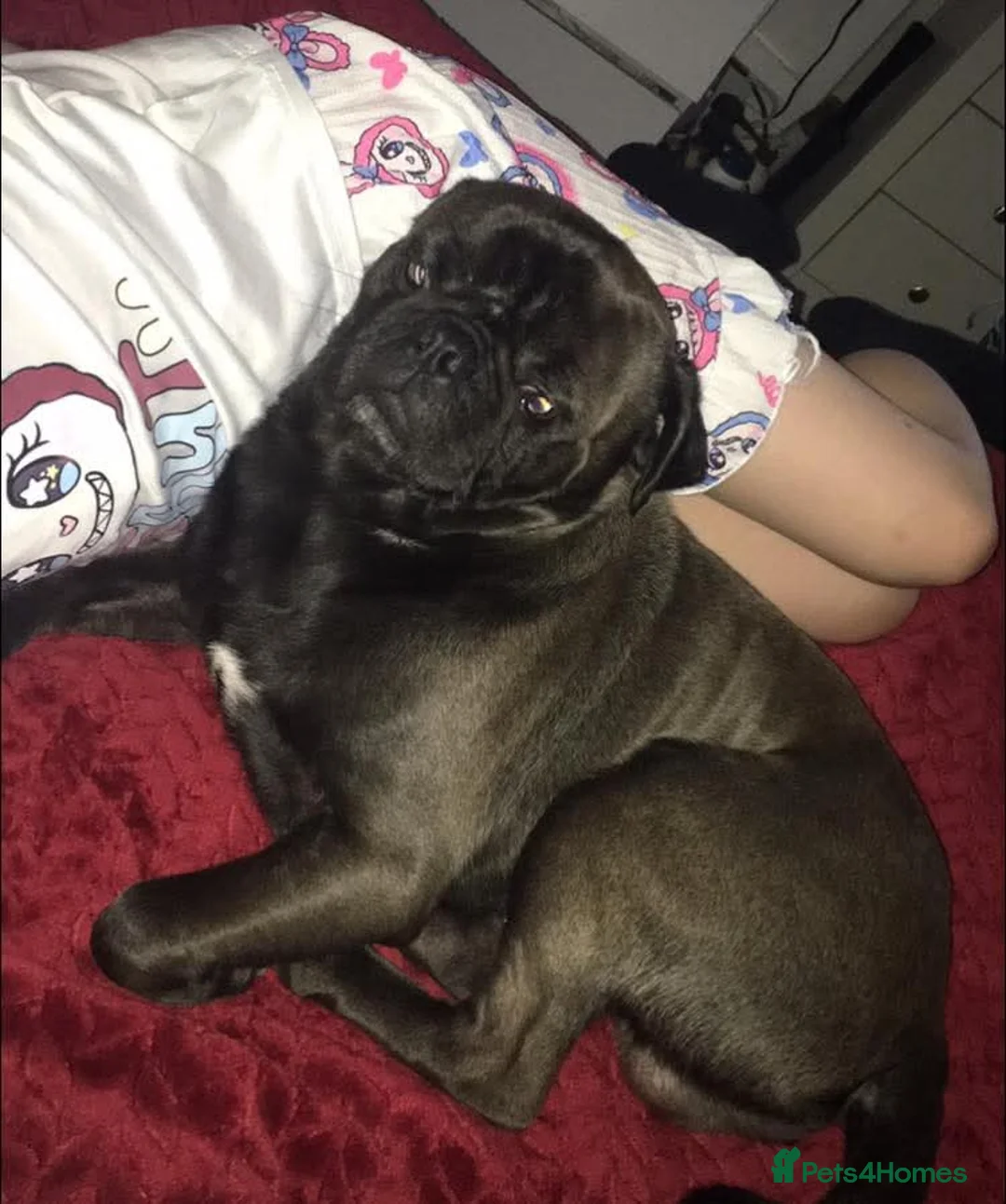 Mixed Breed dogs for sale: 6 beautiful puppies looking for forever homes  - Advert 2