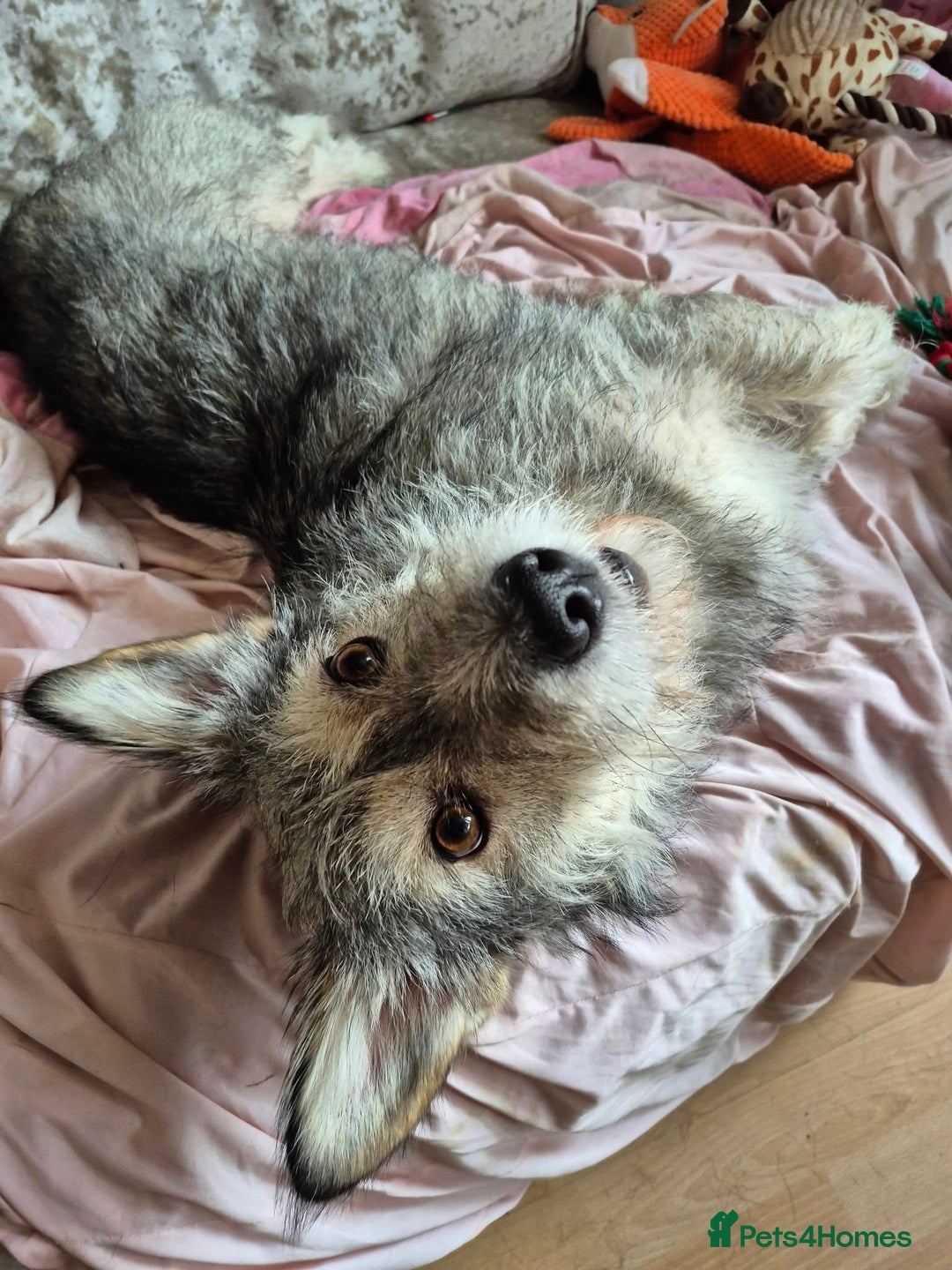 Mixed Breed dogs for adoption: 💙🐶SCRUFFY- A LITTLE LAD WITH A BIG HEART 💙🐶 - Advert 7
