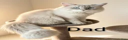 Siberian cats for sale: Pure Siberian Neva Masquerade  in Peterborough - Advert 6
