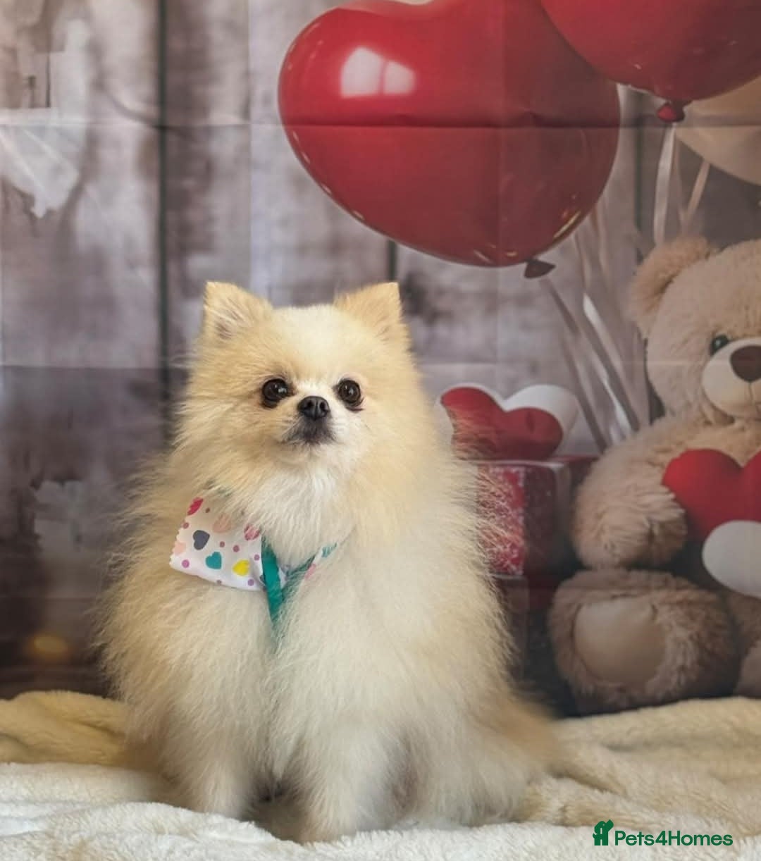 Pomeranian dogs Pomeranian Boy For Stud - Advert 1