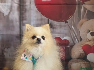 Pomeranian dogs Pomeranian Boy For Stud - Advert 2