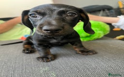 Dachshund dogs for sale: Miniature dachshund  - Image 12