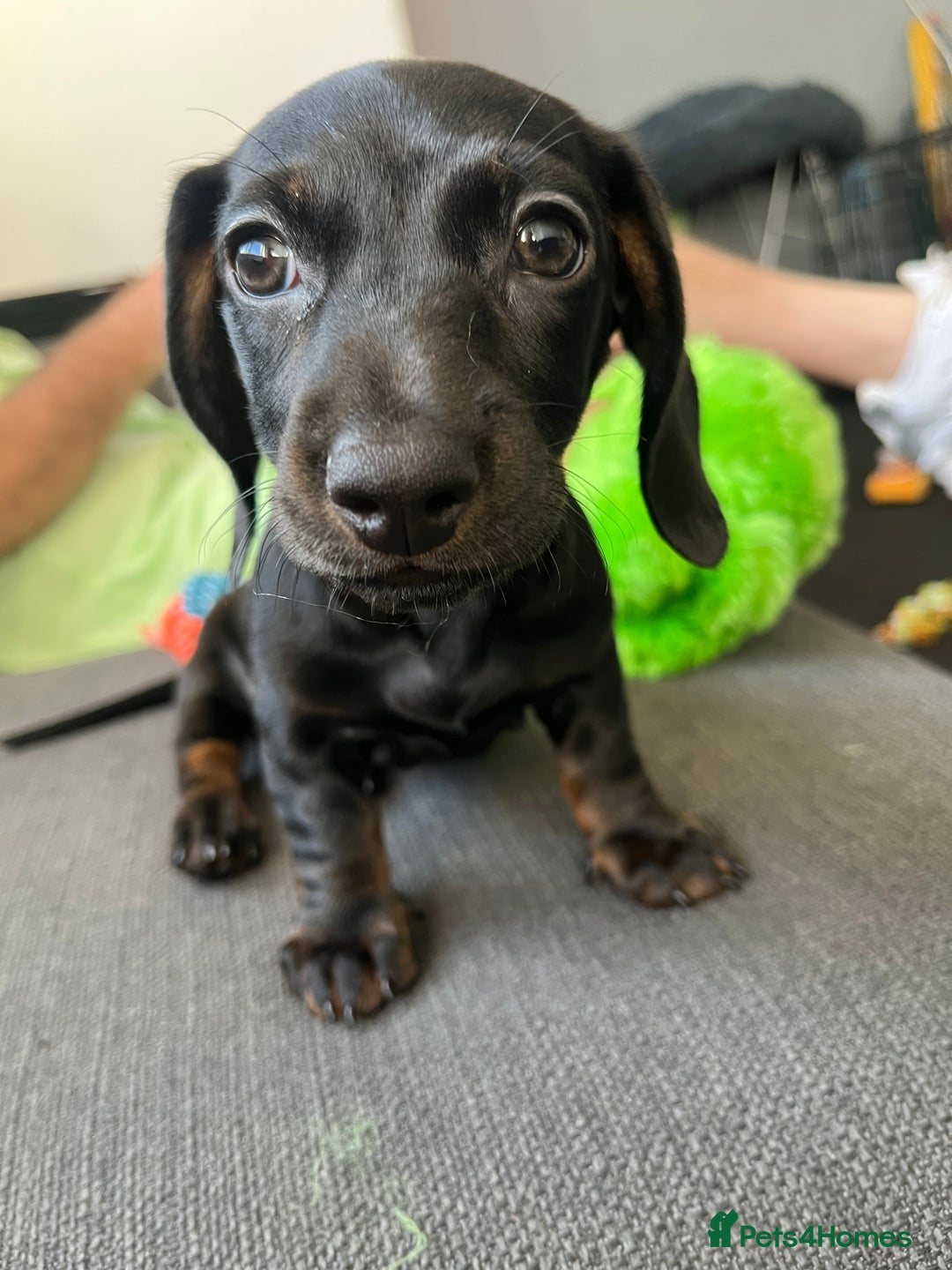 Dachshund dogs for sale: Miniature dachshund  - Image 12