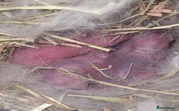 Mini Lion Lop rabbits for sale: Mini lion lops - Image 1