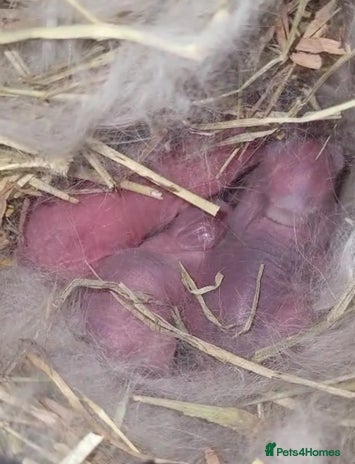 Mini Lion Lop rabbits - Advert 3