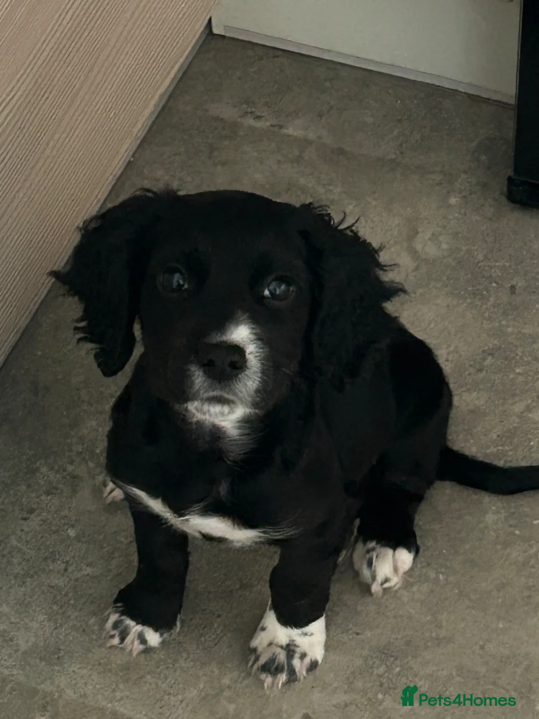 Mixed Breed dogs for sale: Cocker/Jack Russell  - Advert 3