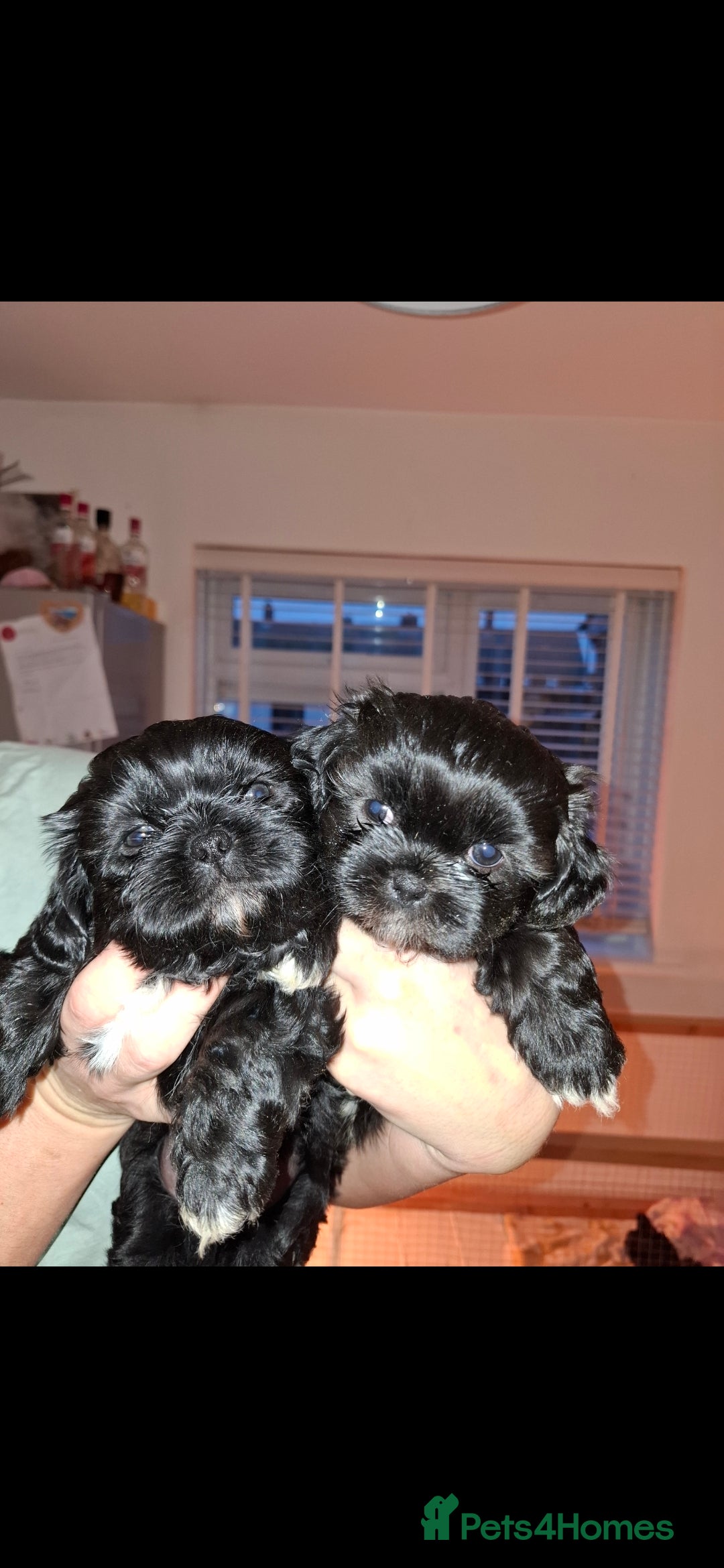Shih Tzu dogs for sale: Shih tzu pups - Advert 6
