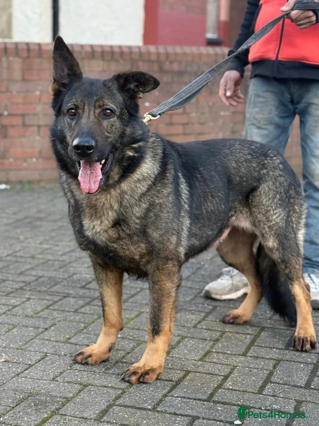 German Shepherd dogs for sale: German shepherd female  - Advert 1