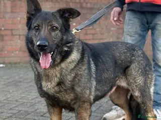 German Shepherd dogs German shepherd female - Advert 3