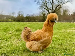 Chickens poultry Point of lay Silkie, Polish, Pekin, Faverolle & - Advert 1