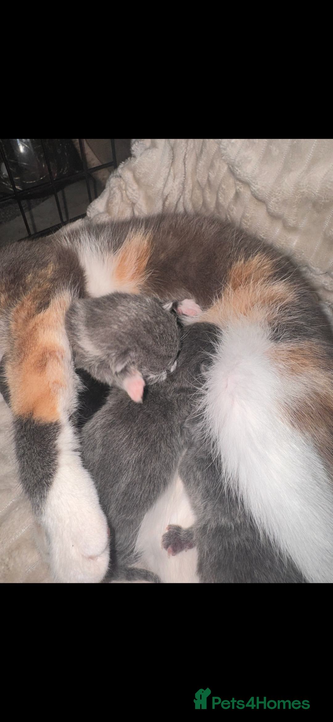 British Shorthair cats for sale: Stunning kittens  - Image 3