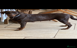 Dobermann dogs for sale: Female Chocolate Doberman  - Image 1