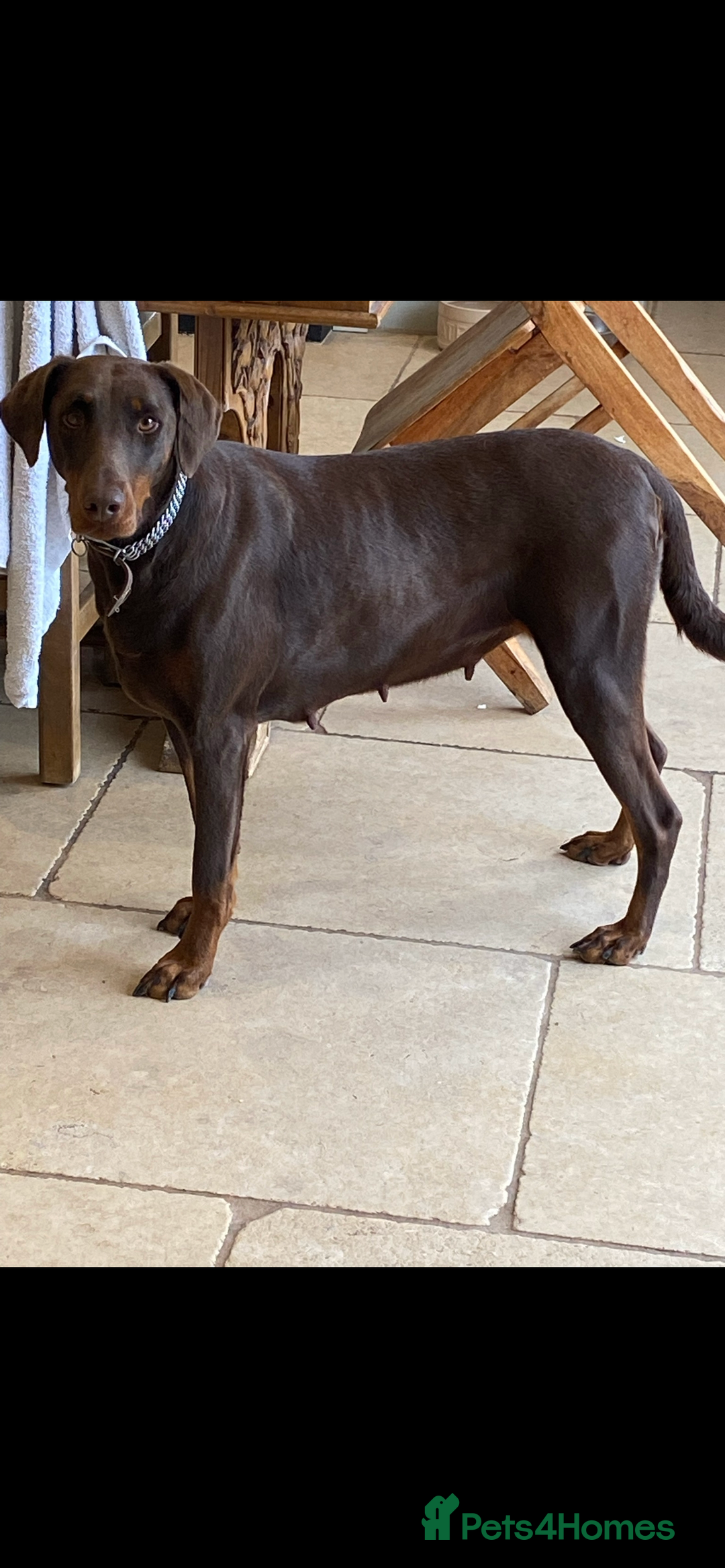 Dobermann dogs for sale: Female Chocolate Doberman  - Image 1