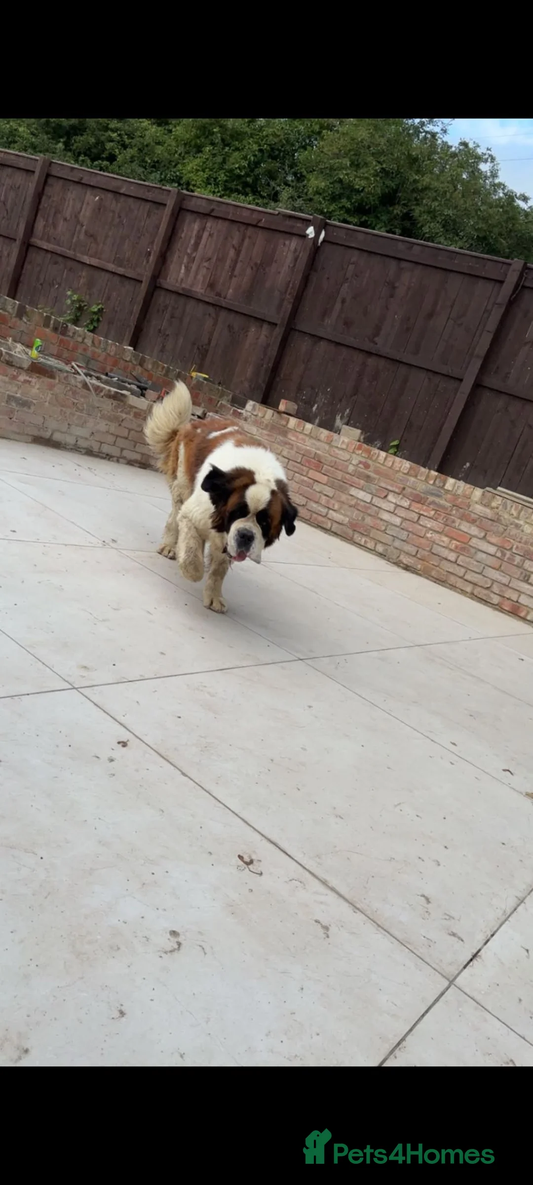 Saint Bernard dogs for stud: Beautiful saint Bernard stud  - Advert 1