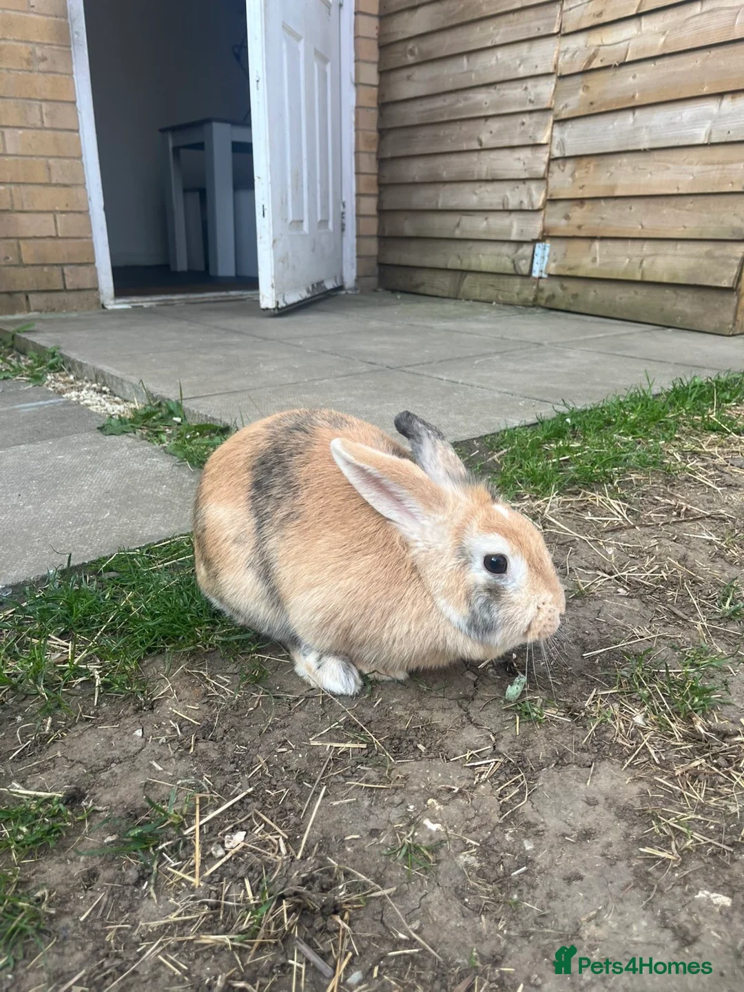 Mixed Breed rabbits for sale: Female rabbit for sale! - Advert 2