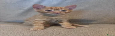 Simba