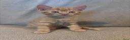 Domestic Shorthair cats for sale: BEAUTIFUL KITTENS LOOKING FOR THEIR FOREVER HOMES in Market Harborough - Advert 7