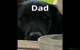 Flat coated Retriever dogs for sale: Female flat coat Retreiver  - Advert 3