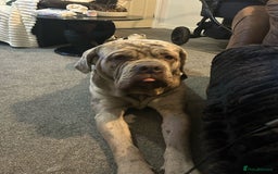 Cane Corso dogs for stud: Beautiful Neapolitan xcorso mastiff boy for stud in Norwich - Image 2