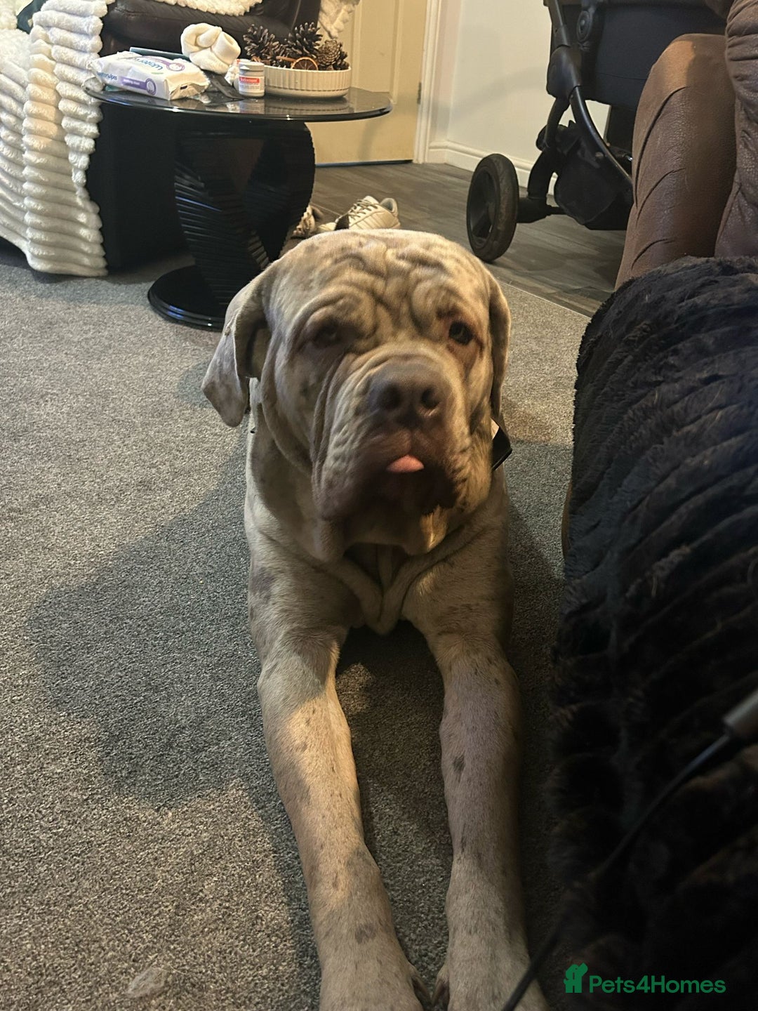 Cane Corso dogs for stud: Beautiful Neapolitan xcorso mastiff boy for stud in Norwich - Image 2