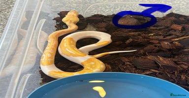 Python Snake reptiles Albino Pied & Albino het pied  - Advert 6