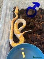 Python Snake reptiles Albino Pied & Albino het pied - Advert 4