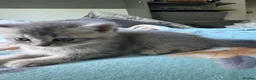 Scottish Fold cats for sale: 2 Grey Scottish Straight Kittens in London - Advert 6