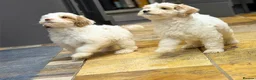 Australian Labradoodle dogs for sale: Genuine Australian Labradoodles - Advert 15