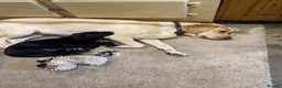 Labrador Retriever dogs for sale: STUNNING LABRADOR PUPPIES  - Advert 3
