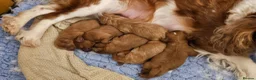 Cavapoo dogs for sale: Beautiful Litter of F1 Red Cavapoos Health Tested - Advert 11