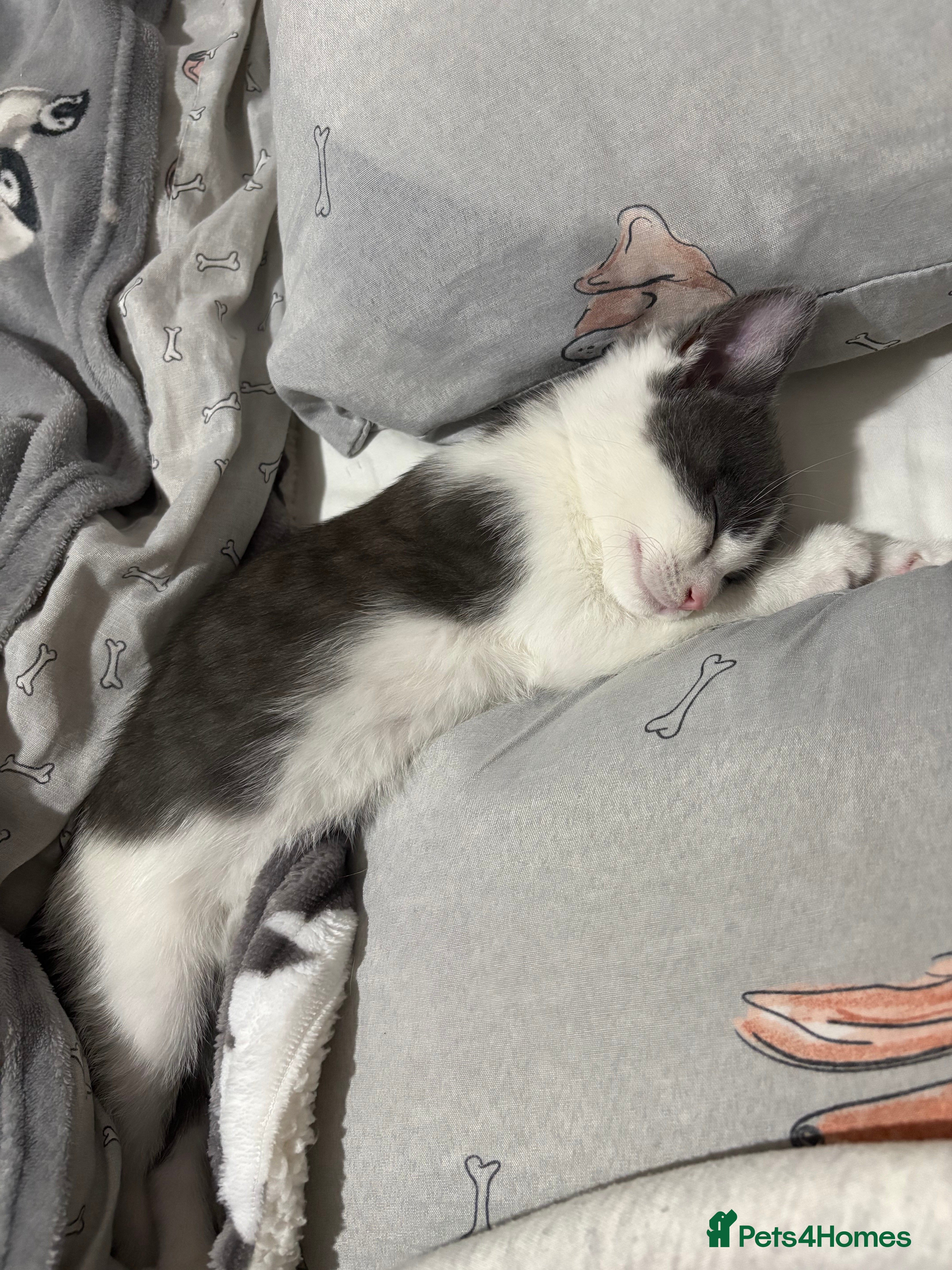 Mixed Breed cats 10 weeks old female kitten  - Advert 2