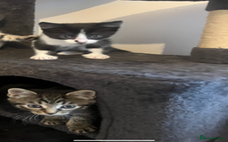 Domestic Shorthair cats for sale: Tuxedo male kitten - Image 4
