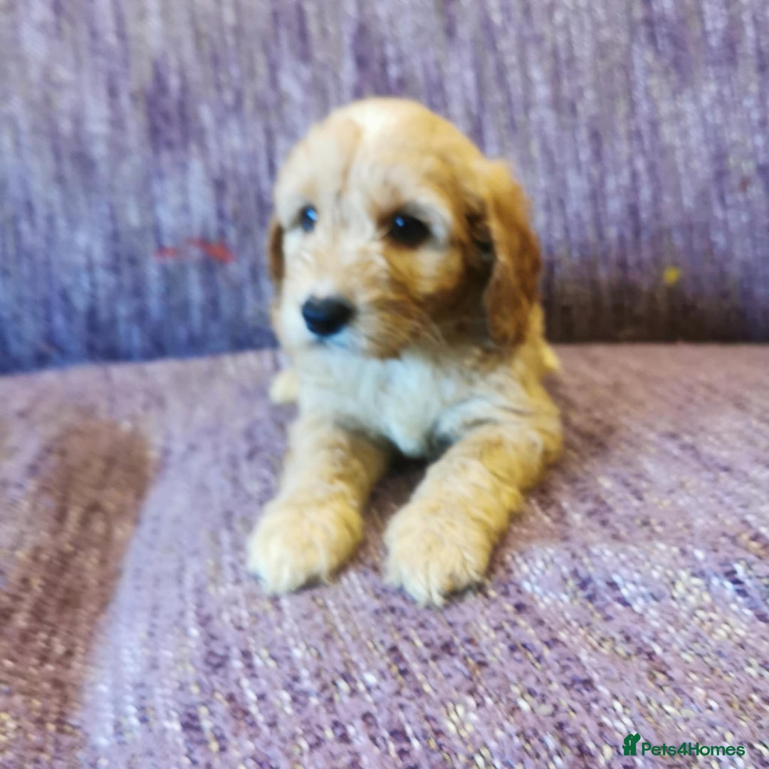 Cockapoo dogs for sale: COCKAPOO PUPPIES FOR SALE ready now  - Image 23