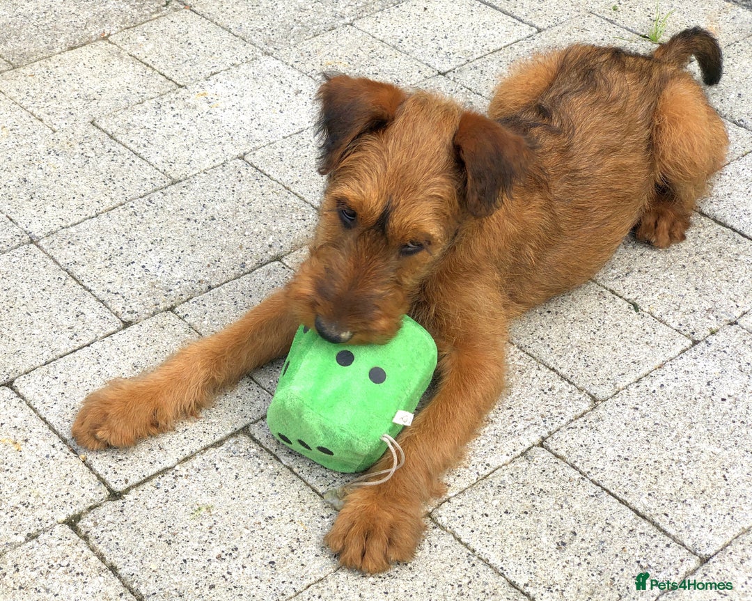 Irish Terrier dogs for sale: Irish Terrier pups expected early December  - Image 22