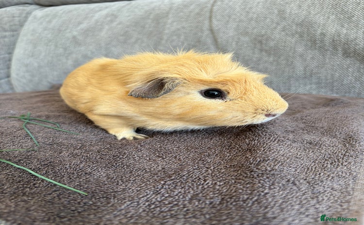 Guinea Pig rodents - Advert 1