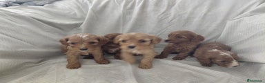 Cavapoo Puppy 6