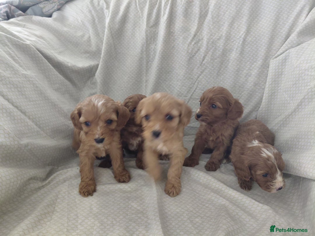 Cavapoo dogs for sale: Cavapoos - Image 6