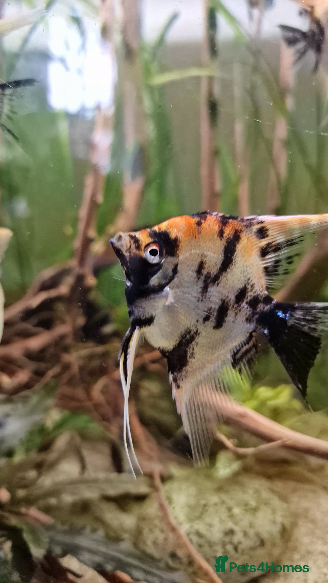 Angelfish fish for sale: Koi Angelfish - Image 10