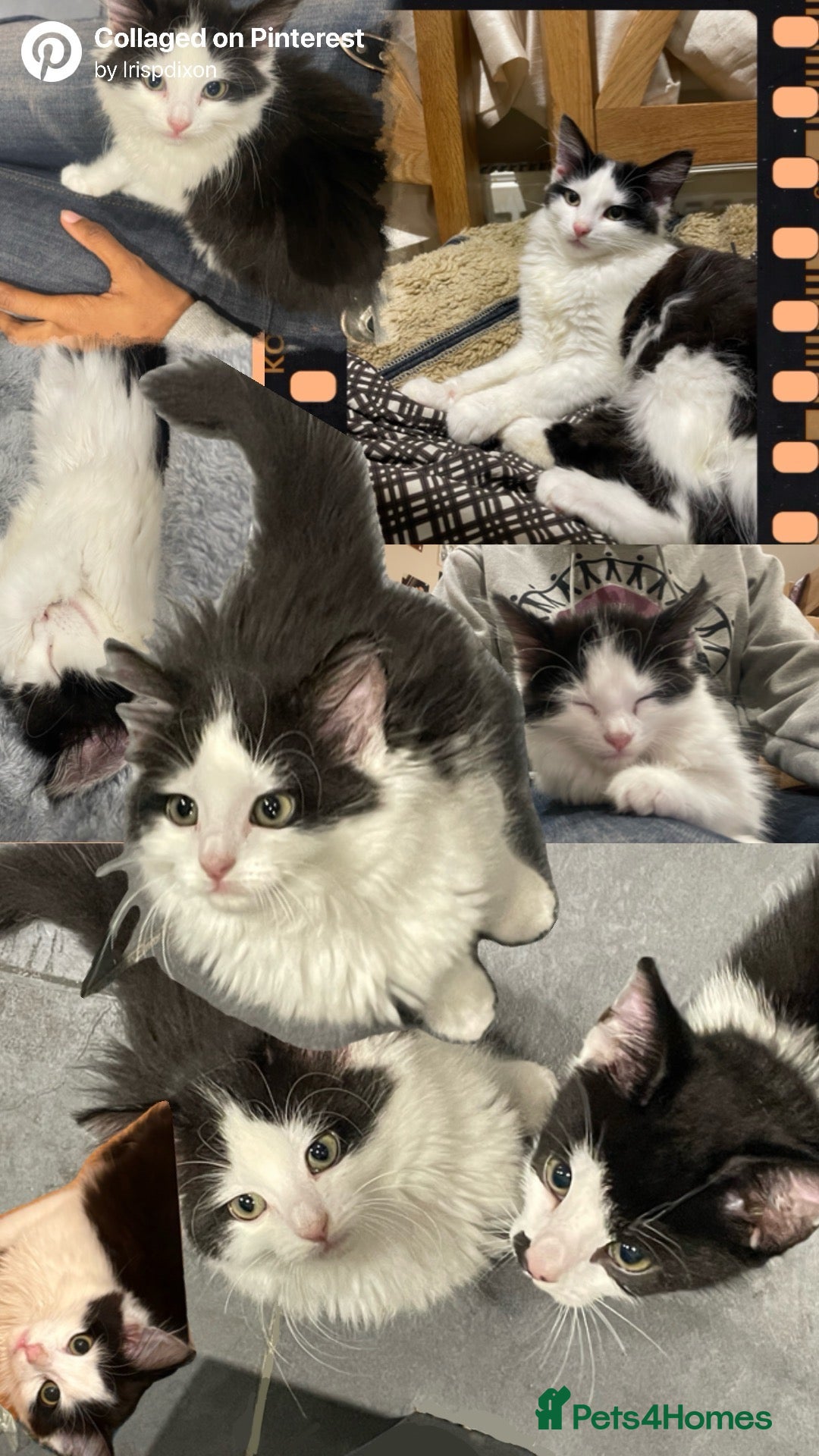 Mixed Breed cats for sale: Beautiful Playful Girl - Advert 6