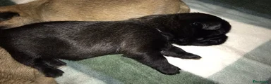 Mixed Breed 2