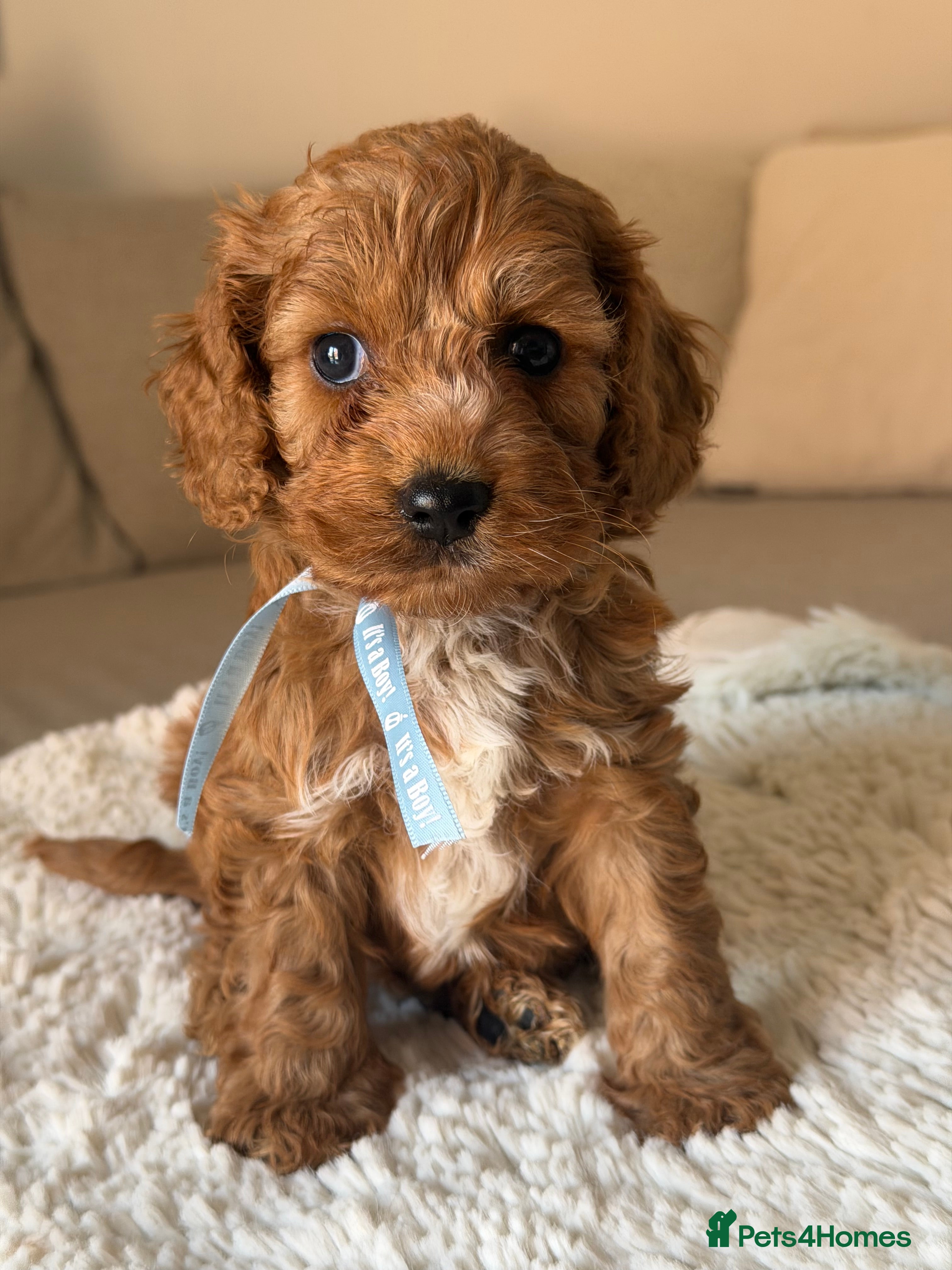 Cockapoo dogs Stunning  F1 Cockapoos PRA Clear Pedigree Parents - Advert 2