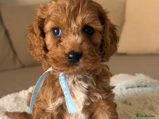 Cockapoo dogs Stunning F1 Cockapoos PRA Clear Pedigree Parents - Advert 2
